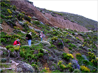 Channel Island hikers
