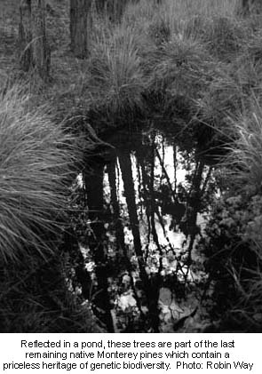 Reflected in a pond, these trees are part of the last remaining native Monterey pines which contain a priceless heritage of genetic biodiversity.