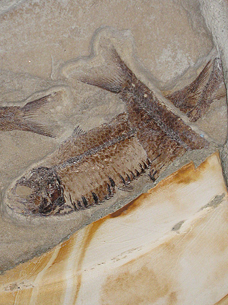 Fossils at Jacks Peak