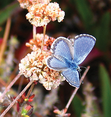 Smith Blue Butterfly