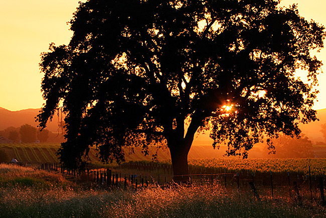 Oak and Vineyard Sunset