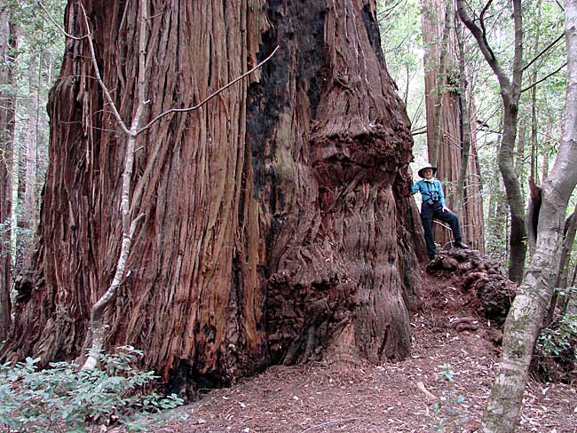 Old Growth Redwood