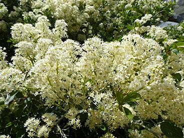 Chaparral Whitethorn