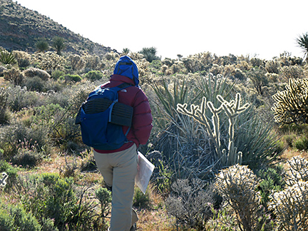 Torstoise Shell Mountain