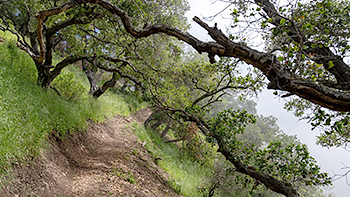 Byrne-Milliron Forest