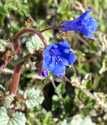 Desert Canterbury Bell