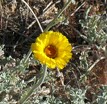 Desert Marigold