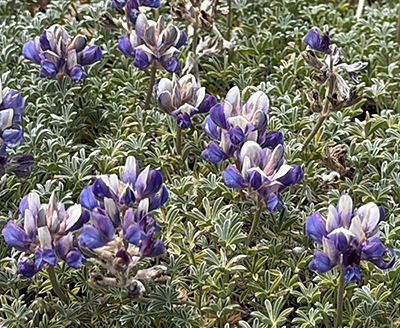 Lupine