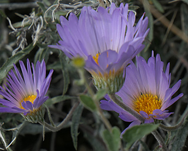 Mojave Aster