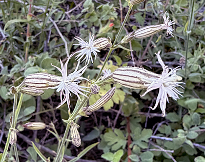 Catchfly