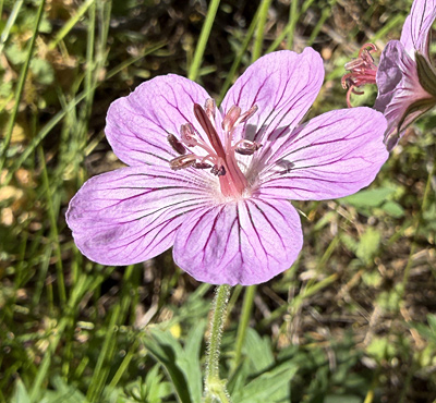 Geranium